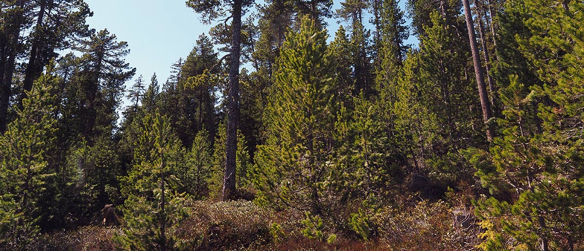 Wald Holz Beatenberg Habkern AG