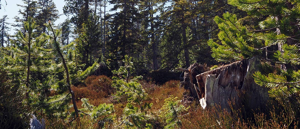 Wald Holz Beatenberg Habkern AG