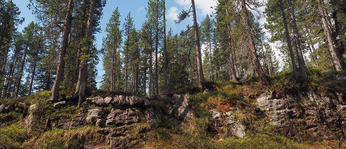 Wald Holz Beatenberg Habkern AG