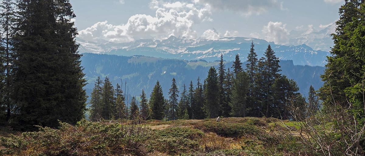 Wald Holz Beatenberg Habkern AG