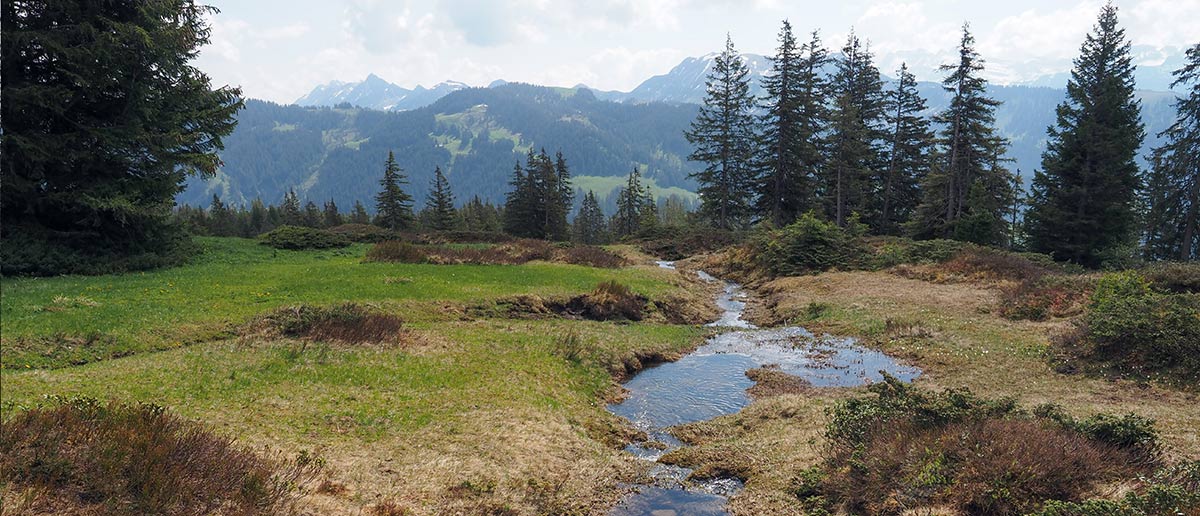Wald Holz Beatenberg Habkern AG
