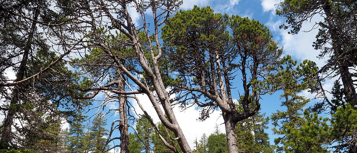 Wald Holz Beatenberg Habkern AG