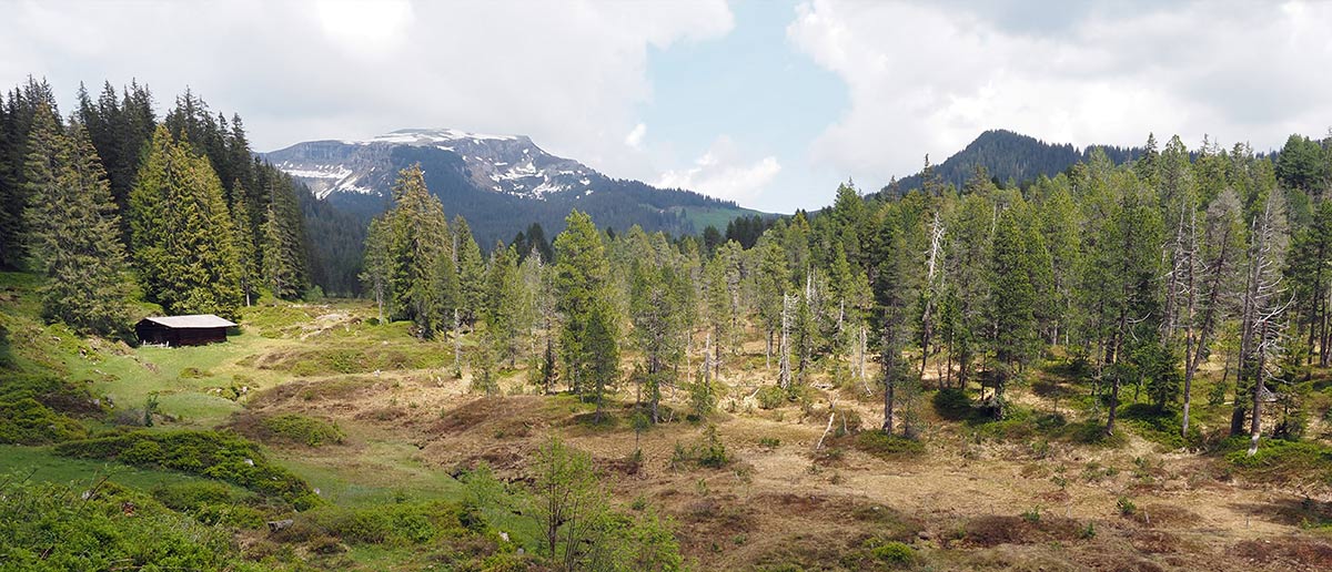 Wald Holz Beatenberg Habkern AG