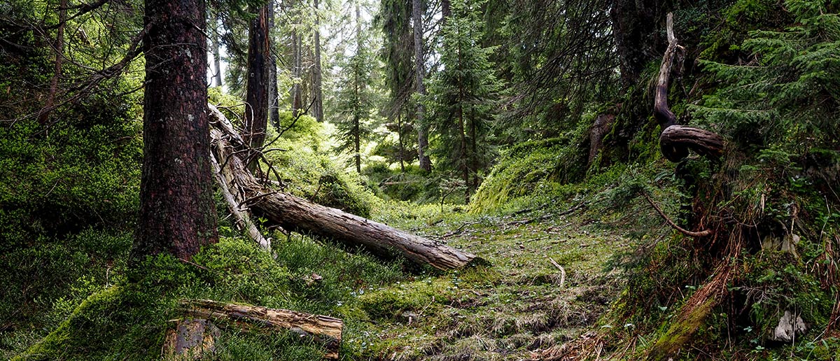 Wald Holz Beatenberg Habkern AG